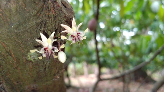 La Flor de CACAO