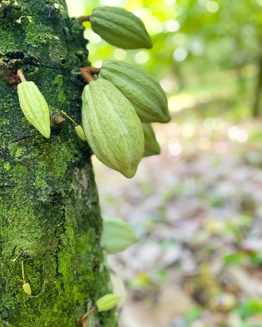 Crecimiento de la Mazorca de Cacao