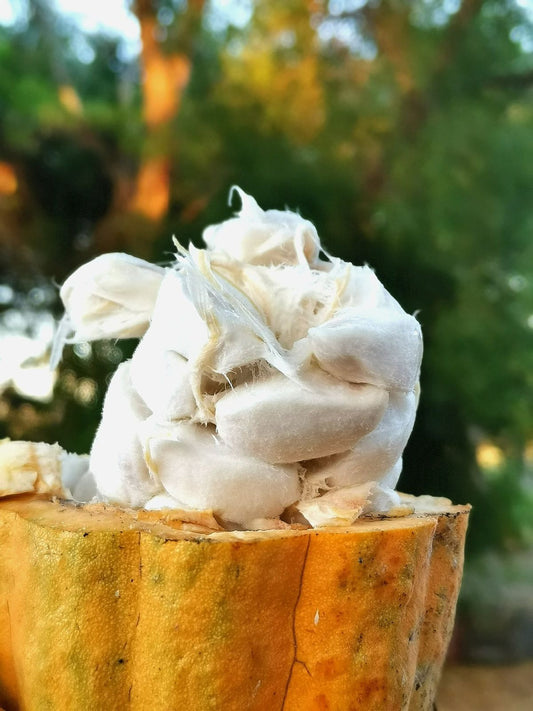 Extracción de la Semilla de Cacao